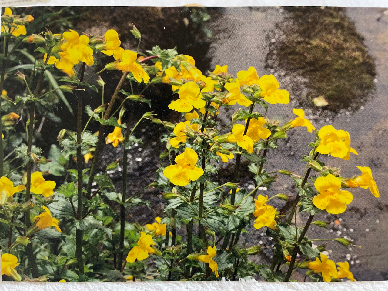 t[GbZX̍ޗɂȂĂ邨Ԃ̈u~XvłBg̏ENEdE̎ȂǁA̕ɑ΂s⋰|S܂B