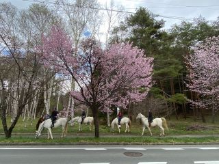 山梨県馬術競技場そばの桜並木 ※1時間の体験乗馬で楽しんで頂けます