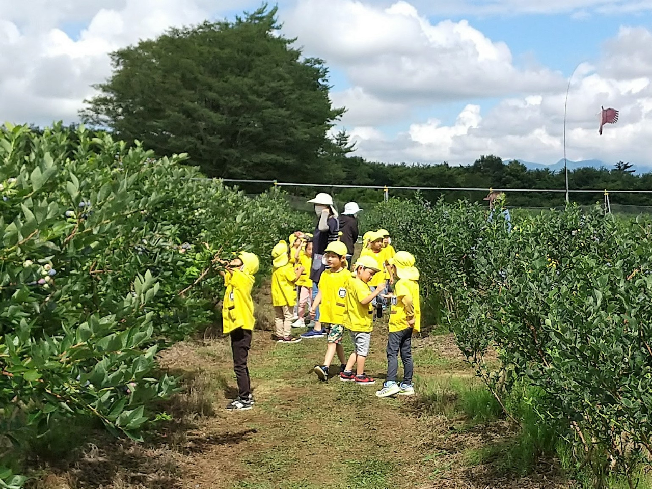 �R���� blueberry field harucoco farm�̎ʐ^2