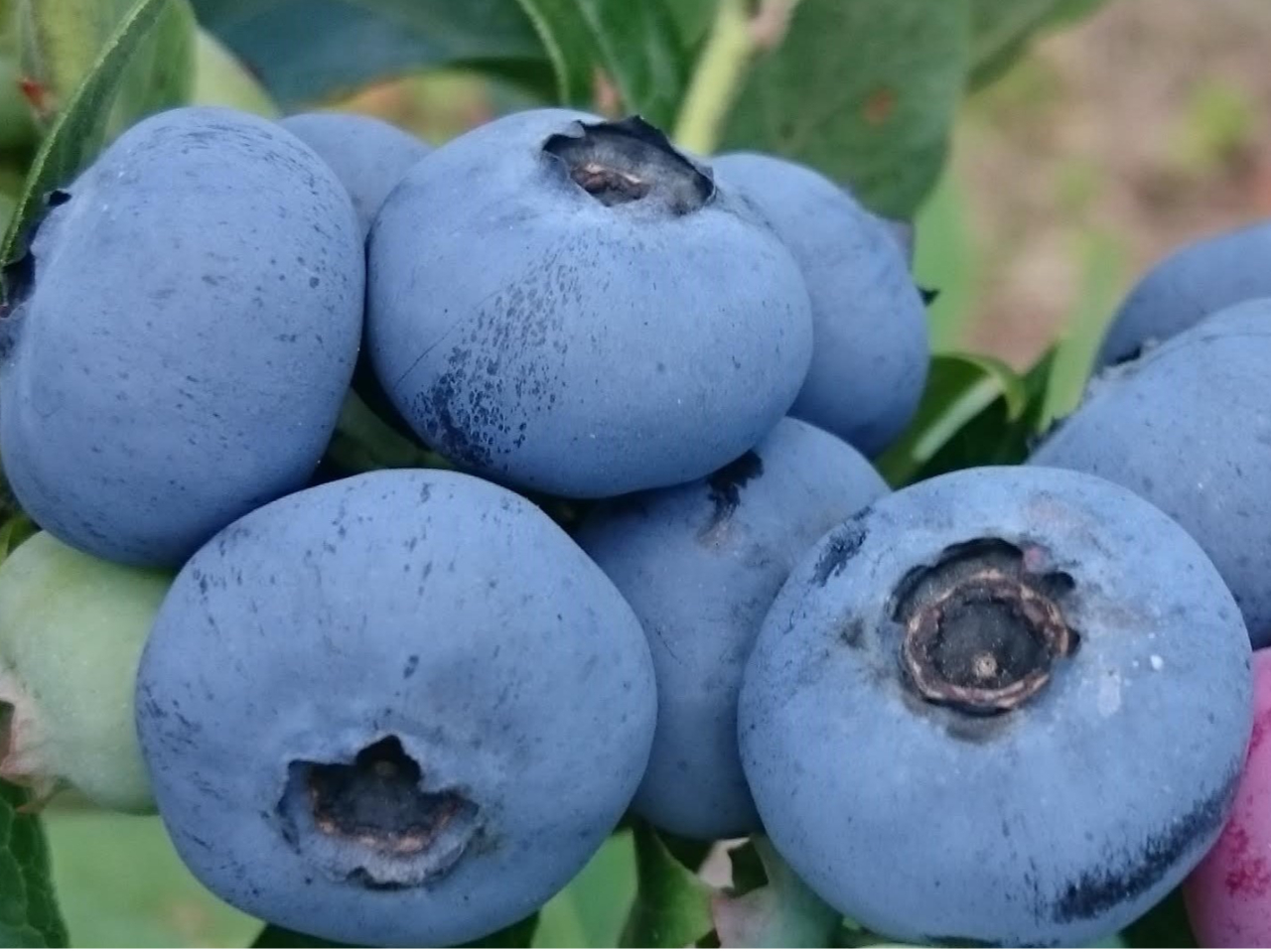 �R���� blueberry field harucoco farm�̎ʐ^3