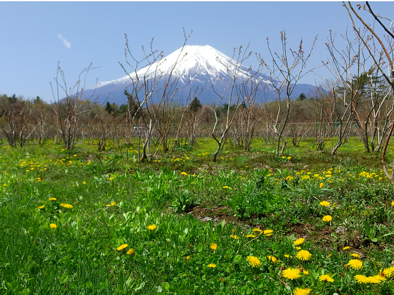 �R���� blueberry field harucoco farm�̎ʐ^4