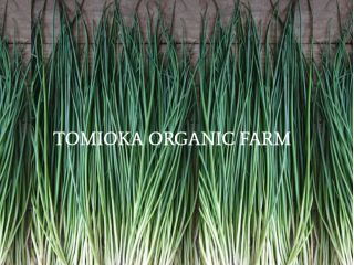 とみおか自然農園の農業体験♪山口伝統の"プレミアムねぎ"を収穫!