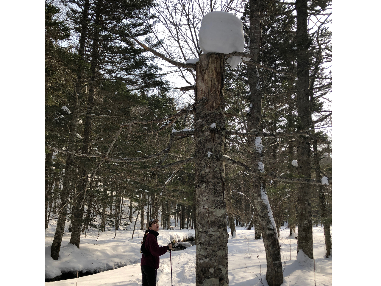 ς鎩RiBグĂ݂A؂ɂ̉oĂ܂I