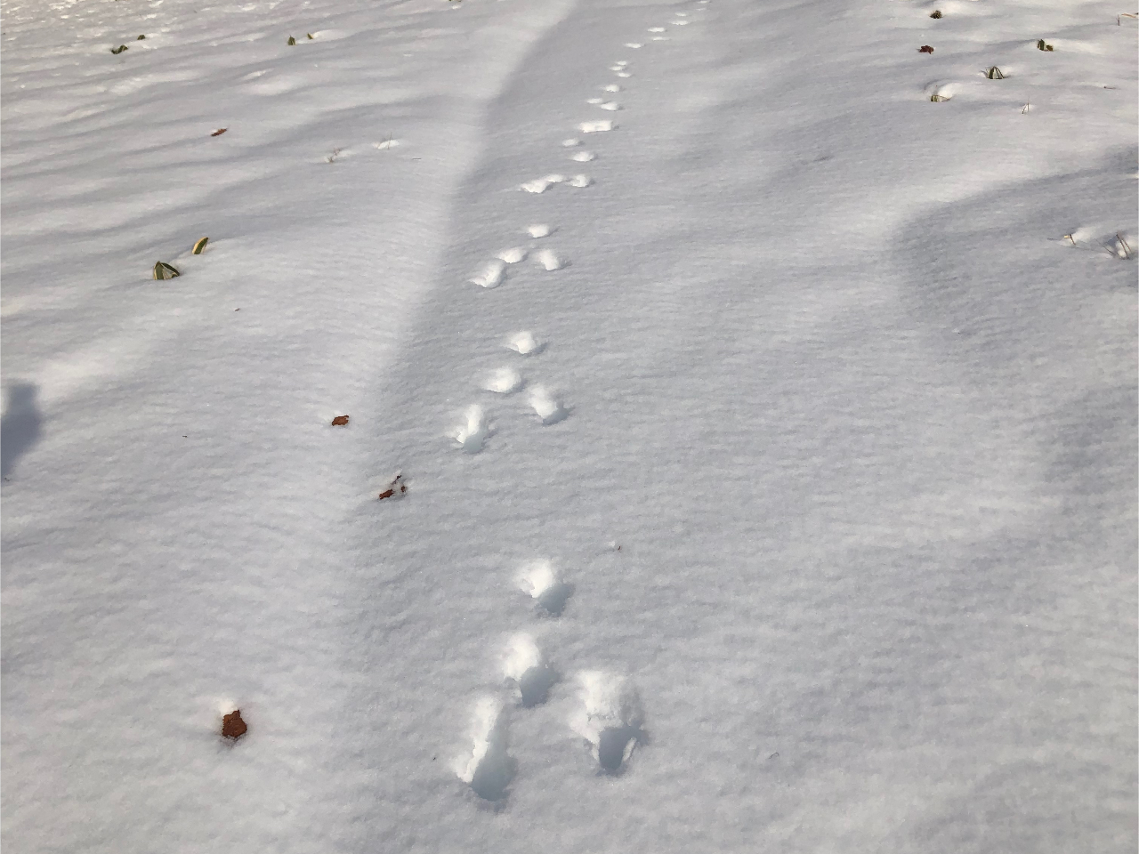 삤̑ՁB̍ՂTȂ̃EH[LO