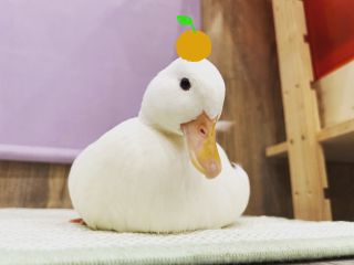 コールダック(ガーコ)