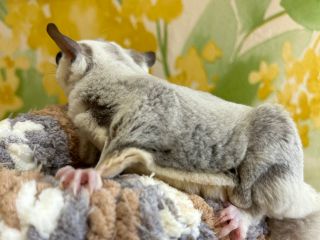 フクロモモンガ(プラちゃん)