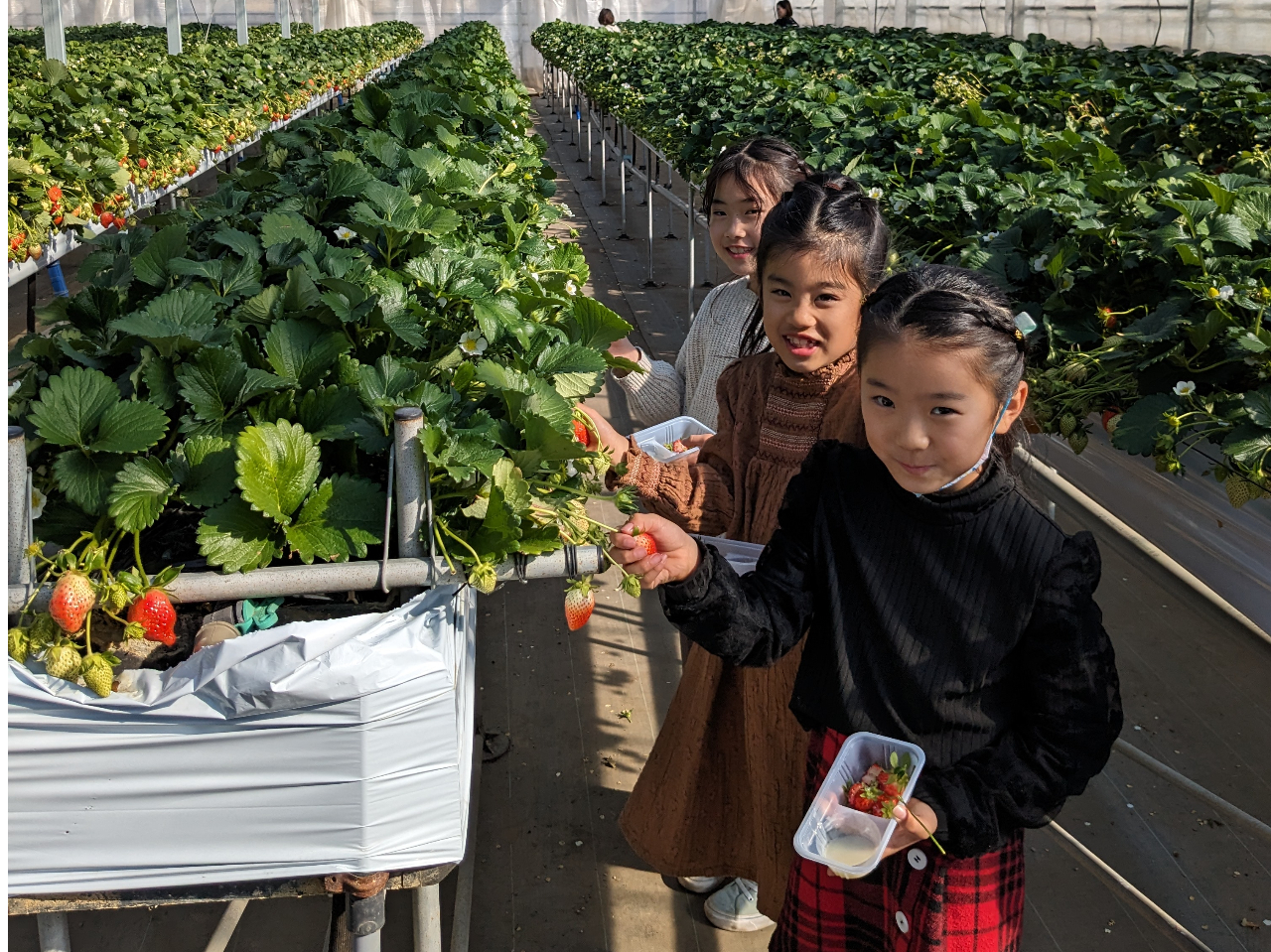 2025年【開園～4/10】◇65歳以上割引あり◇30分食べ放題◇嬉しい4品種
