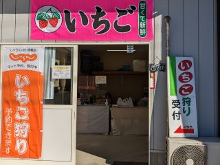 イチゴ狩り受付、イチゴ直売所