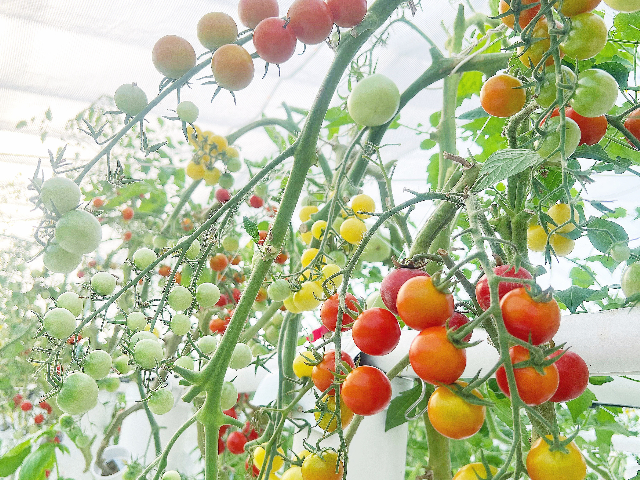 カラフルトマトの摘み取り体験＊《10種類以上栽培中》カップ詰め放題