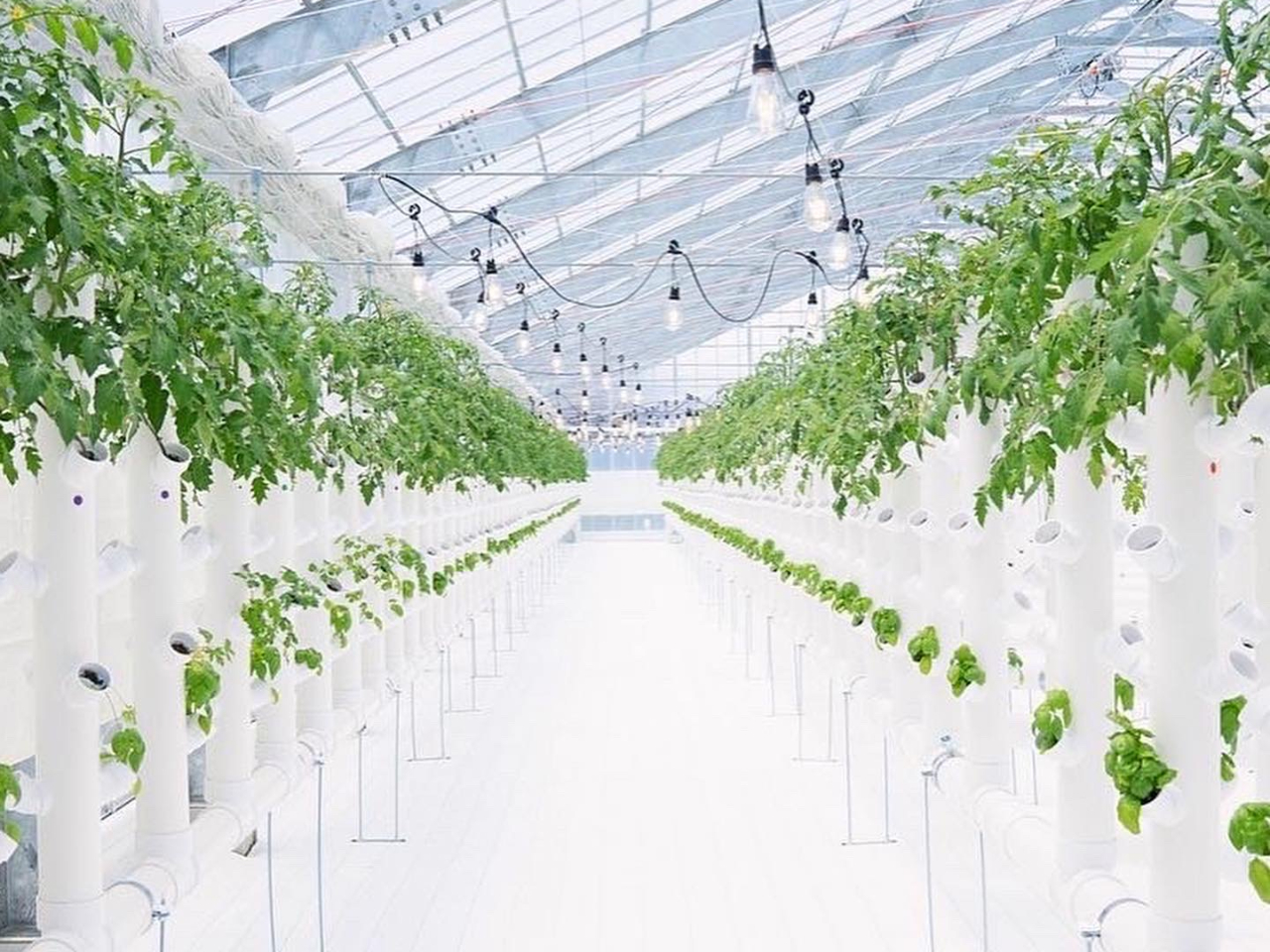 カラフルトマトの摘み取り体験＊《10種類以上栽培中》カップ詰め放題