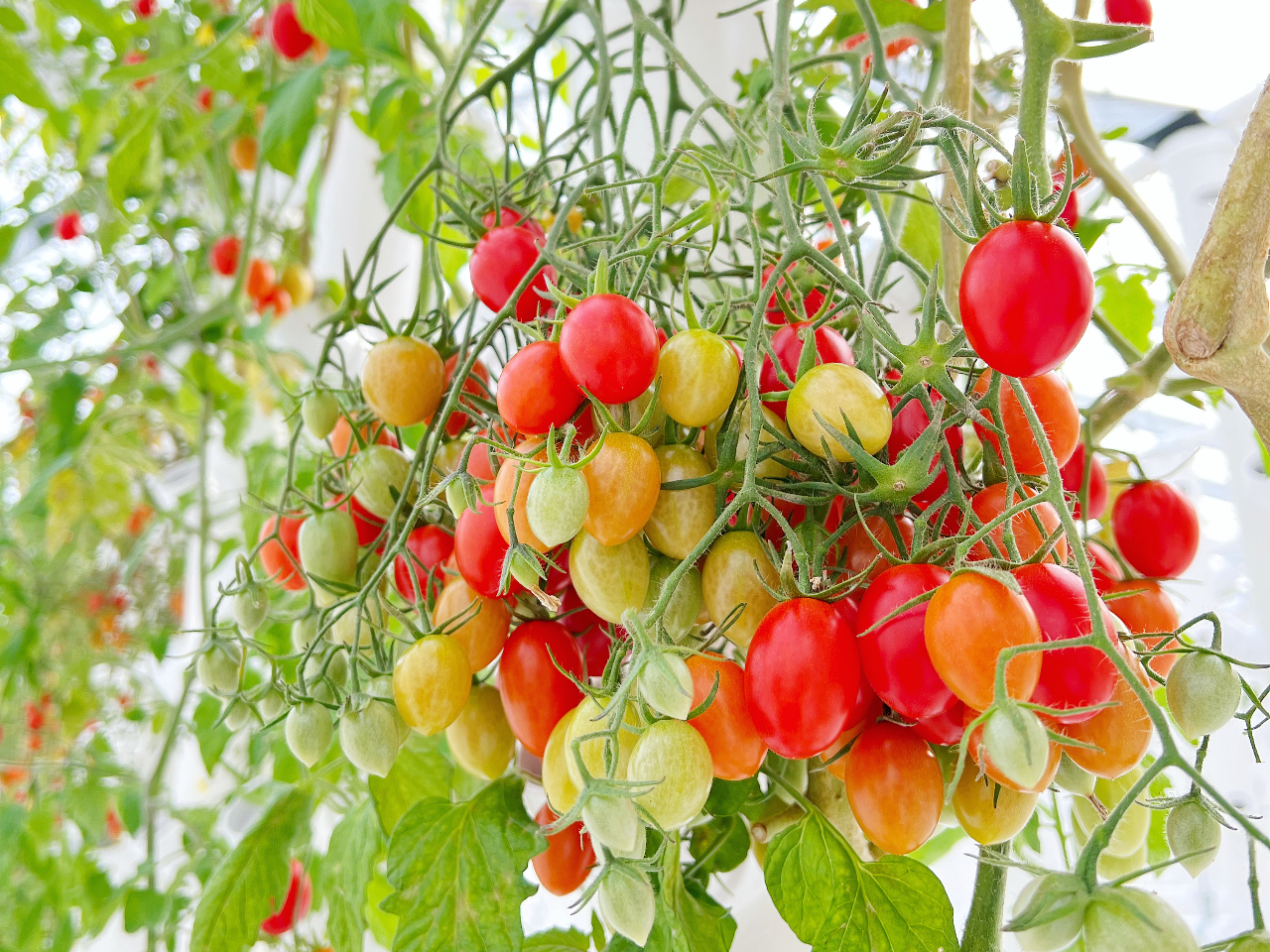 カラフルトマトの摘み取り体験＊《10種類以上栽培中》カップ詰め放題