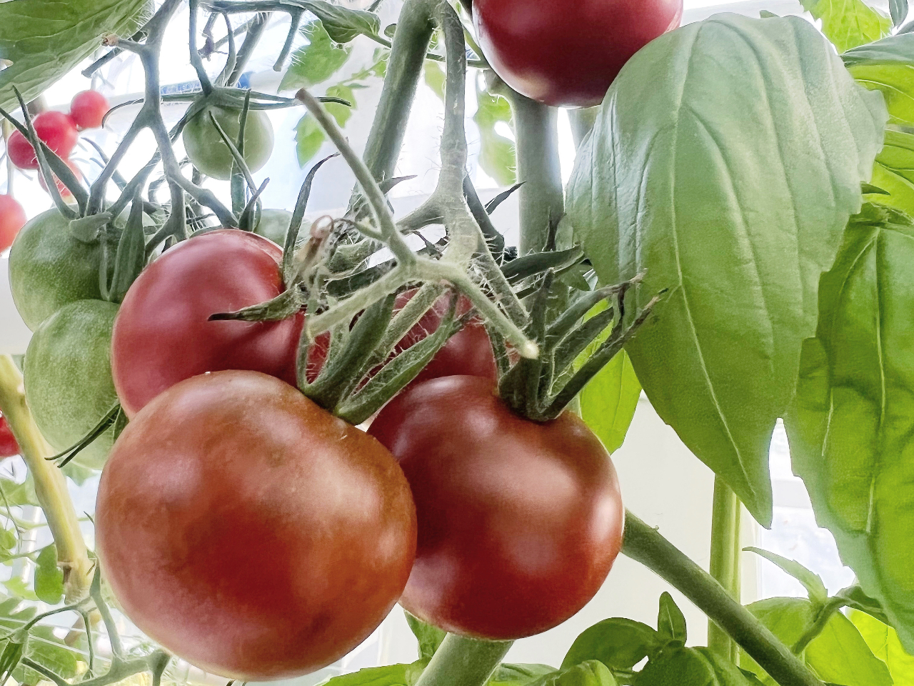 トマト 661e3c57d779f57f3e1733564909ae