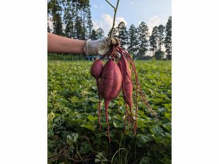 今回初めての品種「あまはづき」!収穫直後から糖度が高い