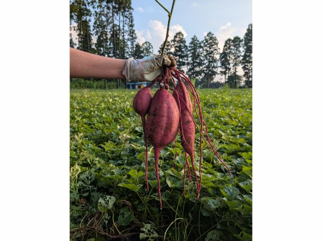 今回初めての品種「あまはづき」!収穫直後から糖度が高い