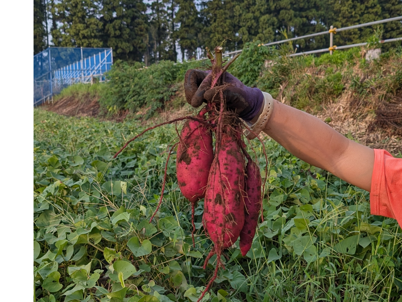 肉質がしっとりしている「シルクスイート」