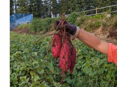 肉質がしっとりしている「シルクスイート」