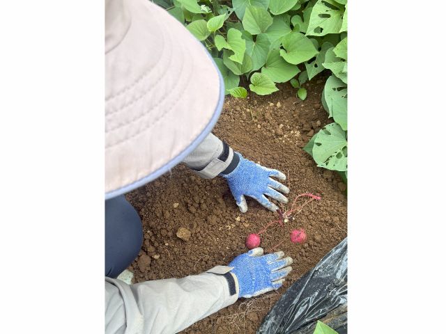 お芋が見えるまで土を掘ってみよー
