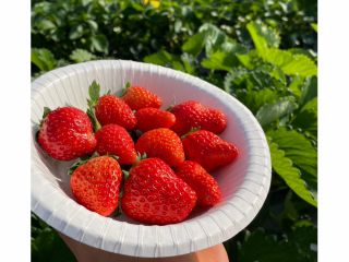 目指せ!いちご100個!!