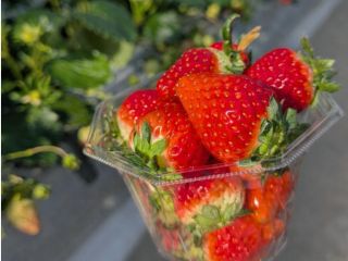 完熟いちごの食べ比べ♪