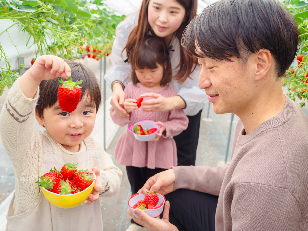 【京都府・40分間いちご狩り食べ放題】 完熟「章姫」が食べ放題!車いす・ベビーカ...