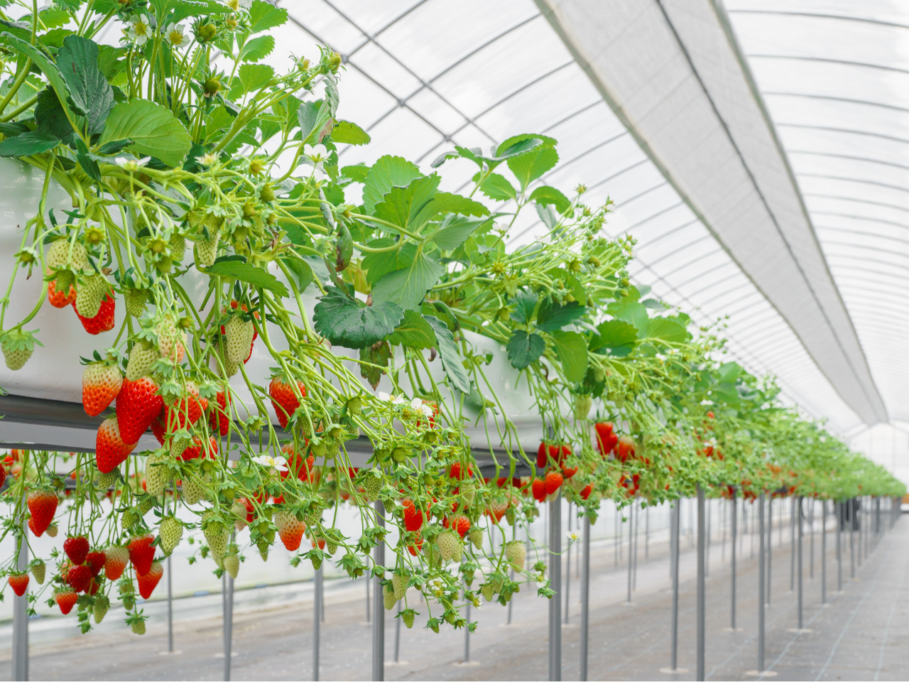 �n�E�X���̍��ݍ͔|�x���`