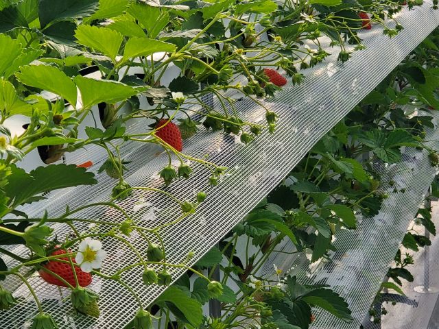 章姫と紅ほっぺの2種類を育てています☆