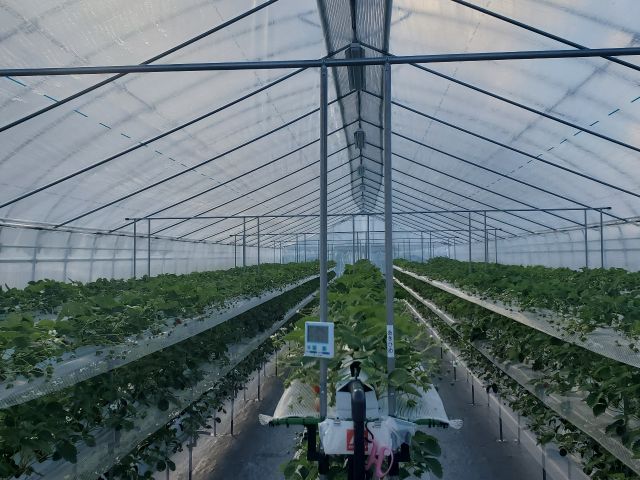 高設栽培なので、しゃがまず楽にいちご狩りが楽しめます!