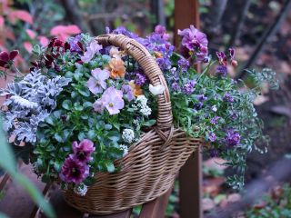 ブリコラージュフラワーのビオラバスケット