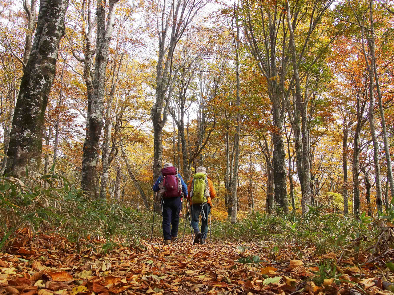 紅葉のブナの森(10月)