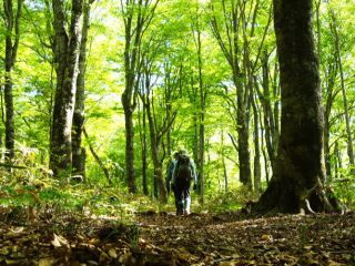 ライム色に包まれる新緑のブナの森