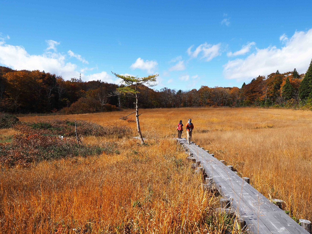 草紅葉の玉原湿原(10月)