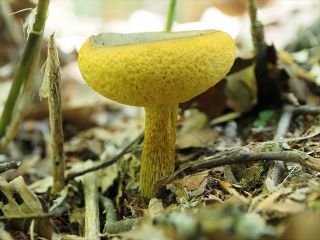 キアミアシイグチ