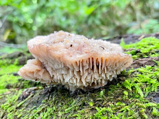 ムカシオオミダレタケ