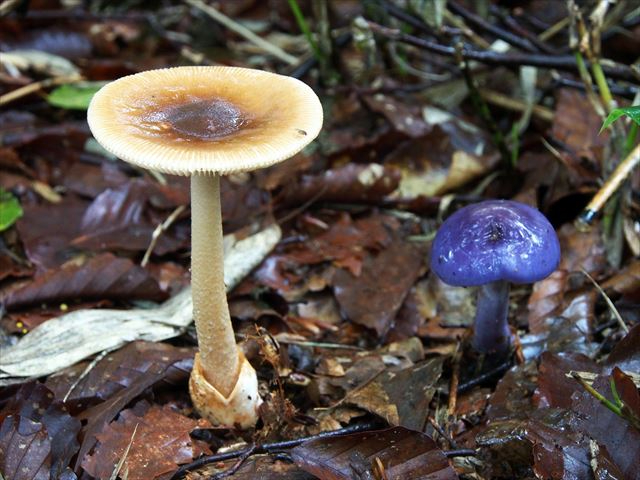 左:カバイロツルタケ、右:ムラサキアブラシメジモドキ