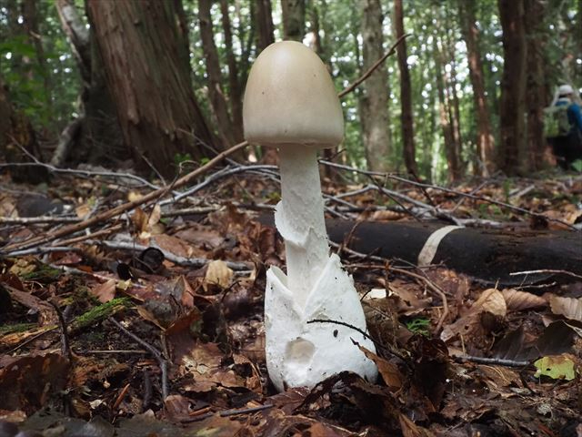 ミヤマタマゴタケ