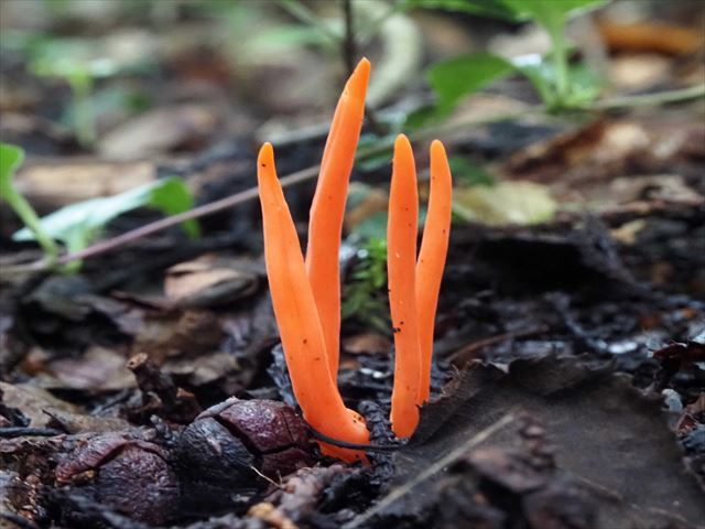 ベニナギナタタケ