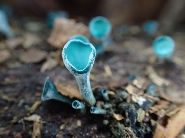 ロクショウグサレキン