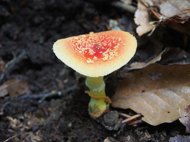 ヒメビニテングタケ