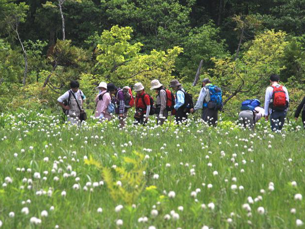 ワタスゲの咲く玉原湿原(6月)
