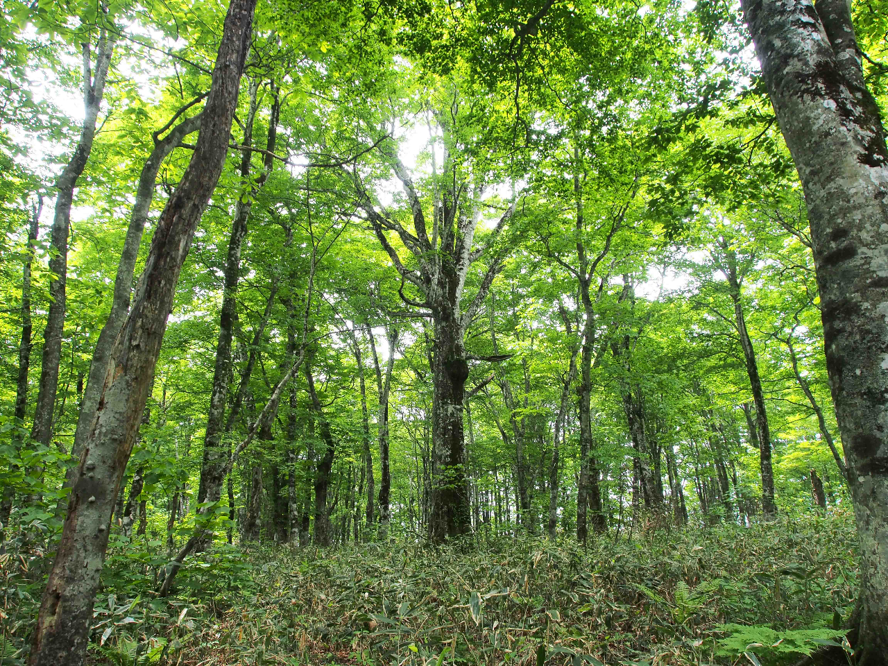 推定樹齢400年のブナの巨木(ブナ平)