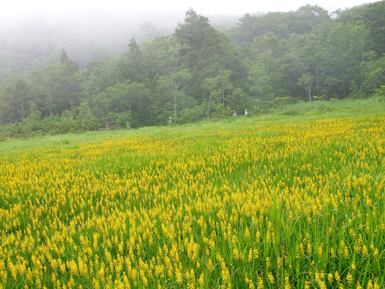 キンコウカ咲く玉原湿原(7月)