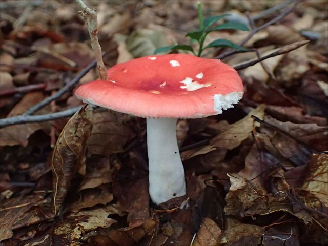 �h�N�x�j�^�P