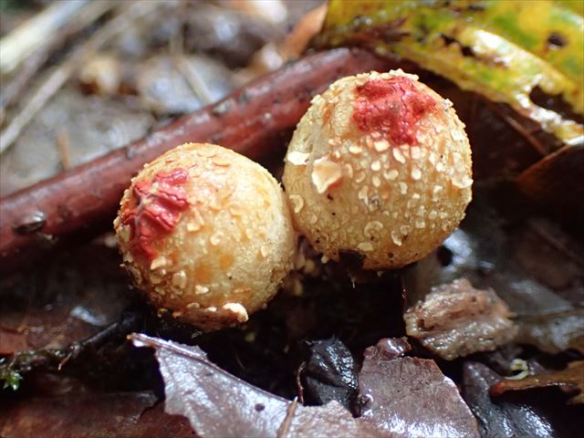 �N�`�x�j�^�P