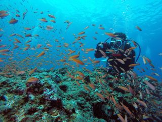 宮古島の水中の様子。