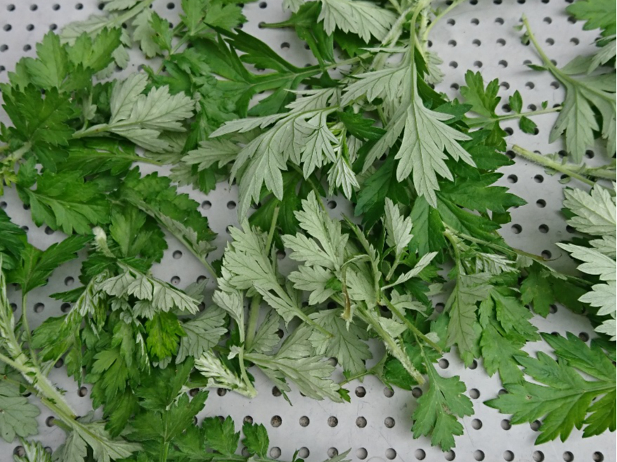 和のハーブの代表格と言えば「ヨモギ」芳香も際立ちます。