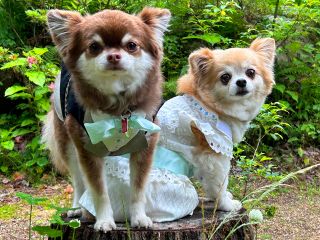 わんこ用レンタルタキシード&ドレスで記念撮影。広い庭は花や木がいっぱいのナチュラルガーデンです。