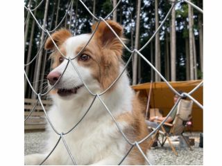 サイトから覗いているわんちゃん