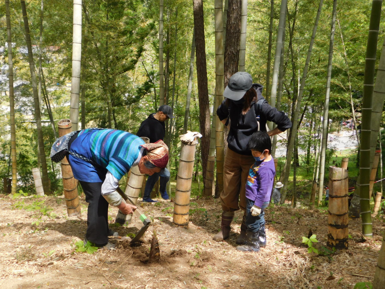 初物 たけのこ 12キロ 体験も人気(^.^) たけのこ12キロ 無農薬 初物 タケノコ 12キロ 体験も人気(^.^)
