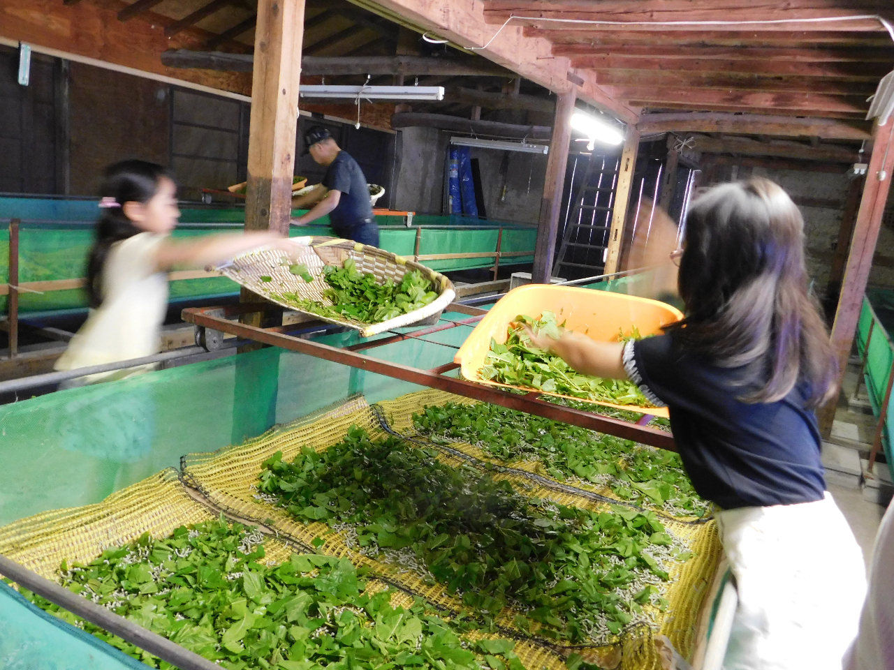 ���\�����炵�n�߂̍��́A�܂������������̂Łu�K�̗t�v���ׂ����؂��ė^���܂��B(���K�Ƃ����܂�)�@�����ς��H�ׂđ����傫���Ȃ��Ă�