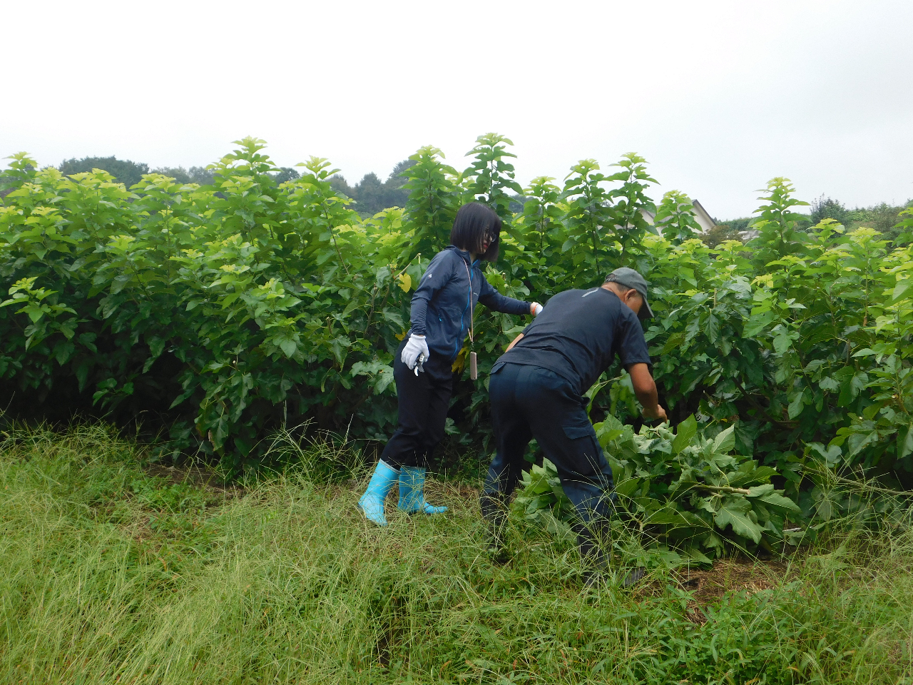 �u�K�̗t�v���n�̌��Ƀ`�������W���Ă݂܂��񂩁A�̌����Ԃ�60�����x�ł��B���\�́u�K�̗t�v����D���ł��B